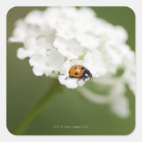 Macro image of a Ladybird on a wild flower