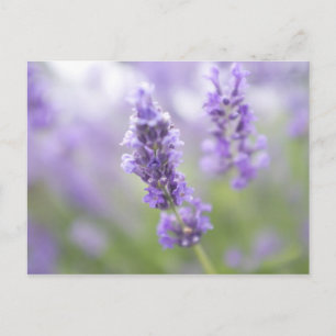 Macro image of lavender flowers with very postcard