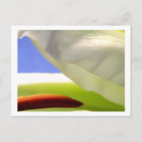 Macro Lily II