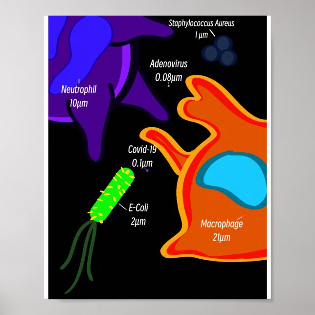 Macro Microbiology Poster (Front)