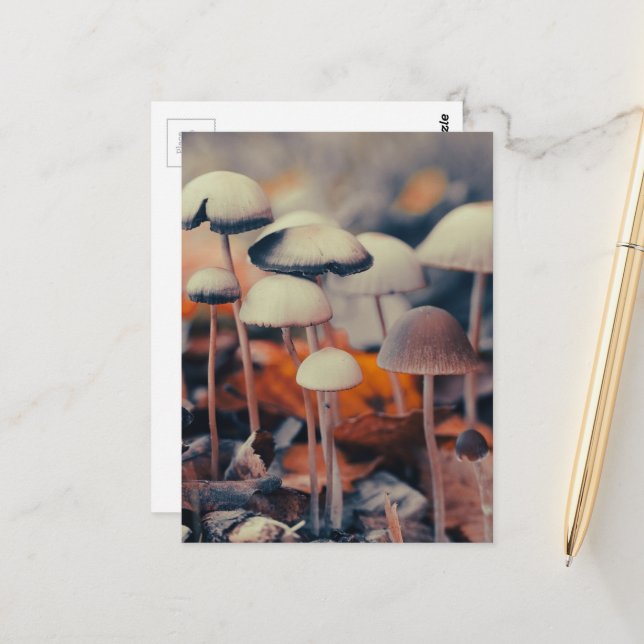 Macro Mushrooms Postcard (Front/Back In Situ)