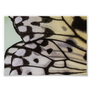Macro Nymph Butterfly Wing Photo Print