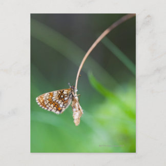 Macro of a butterfly- Boloria euphrosyne on Postcard