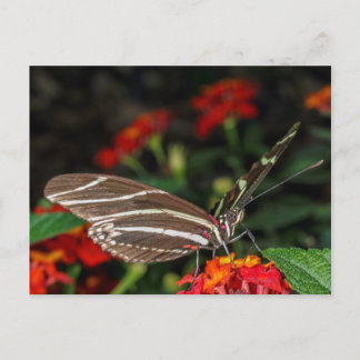Macro of a Zebra Longwing Butterfly Postcard