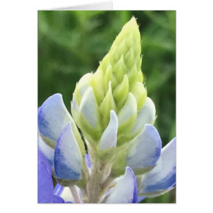 Macro of bluebonnet