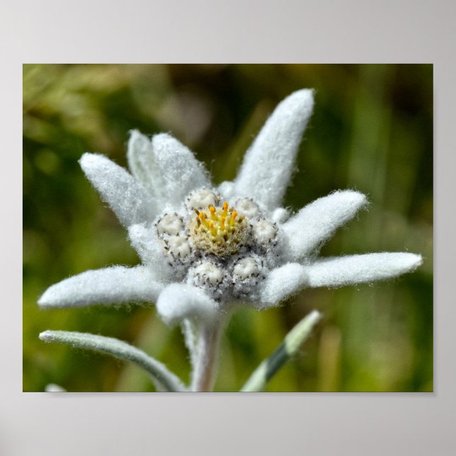 Macro of edelweiss flower foil poster (Front)