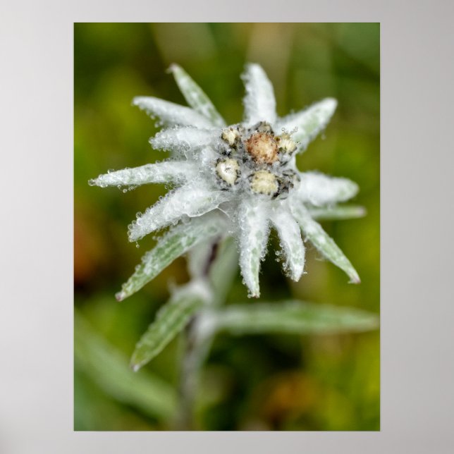 Macro of edelweiss flower  poster (Front)