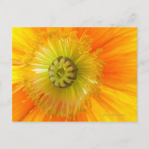 Macro of orange poppy with low depth of field postcard