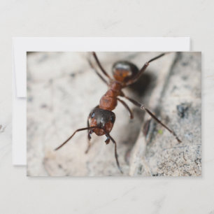 Macro of red ant