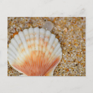 Macro of Scallop Sea Shell in the Sand on Beach Postcard