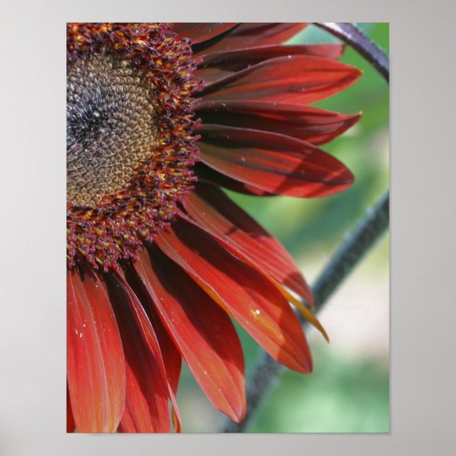 Macro Orange Sunflower Floral Poster (Front)