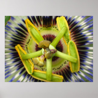 Macro Passion Poster