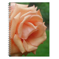 Macro Peach Rose Flower Nature