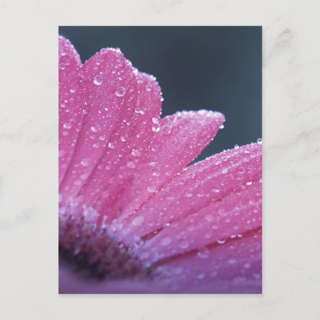 Macro photo flower postcard (Front)