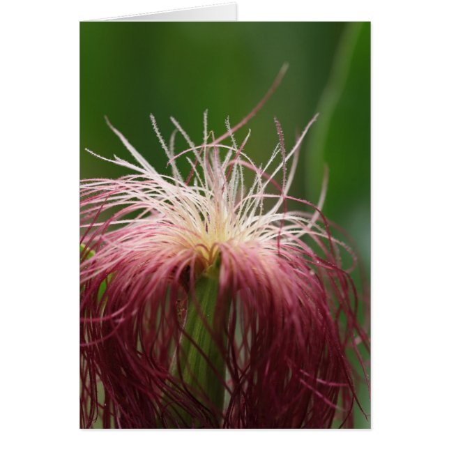 Macro photo of a female maize flower. (Front)