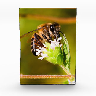 Macro photo of a honeybee block