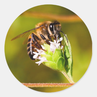 Macro photo of a honeybee  classic round sticker