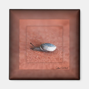 Macro Photograph of Snail on Terracotta Magnet