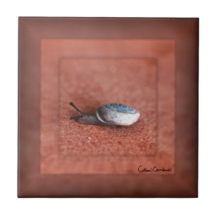 Macro Photograph of Snail on Terracotta Tile