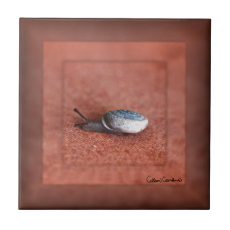 Macro Photograph of Snail on Terracotta Tile