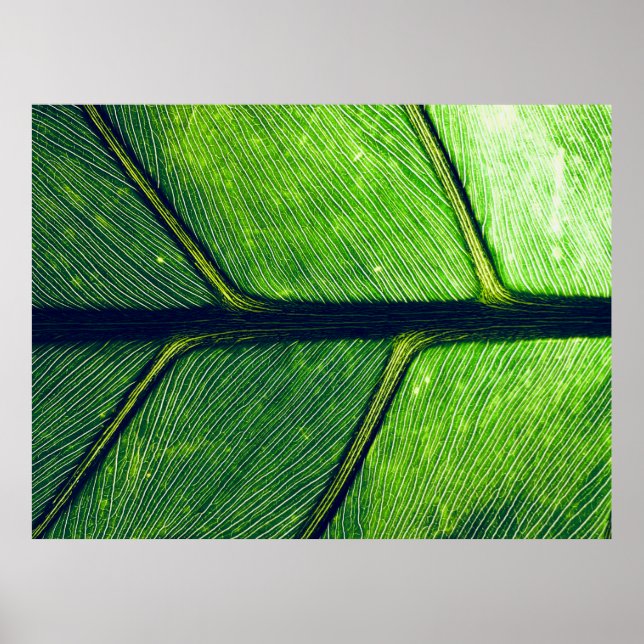 Macro photography of green leaf poster (Front)