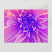Macro Pink Flower