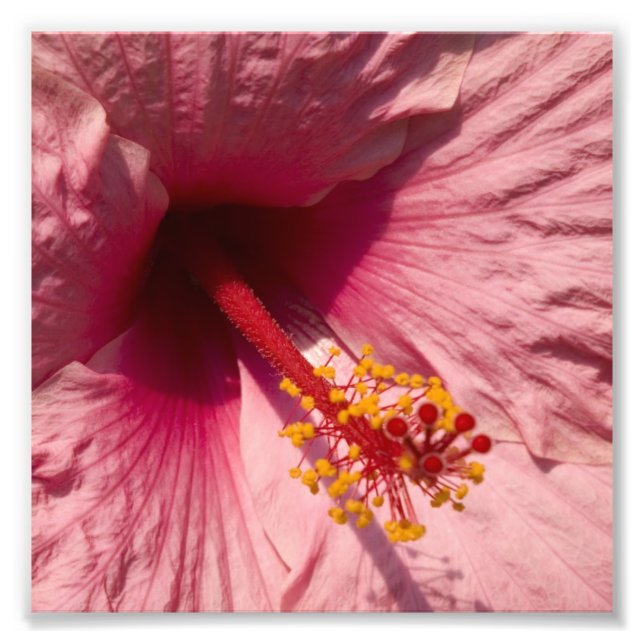 Macro Pink Hibiscus Flower Photo Print (Front)