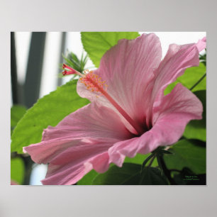 Macro Pink Hibiscus Flower Poster Print