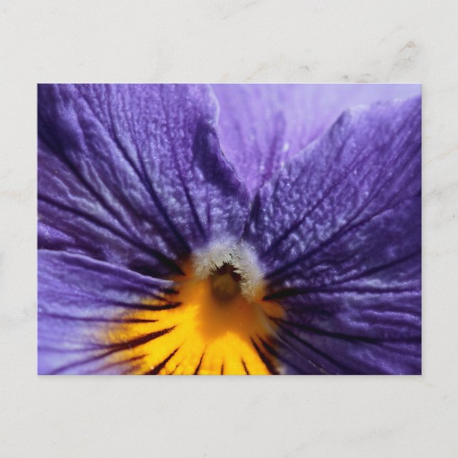 Macro: purple and yellow pansy postcard (Front)