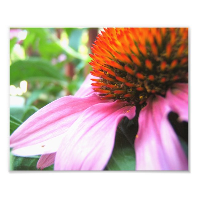 Macro Purple Coneflower Echinacea Close-Up Floral Photo Print (Front)
