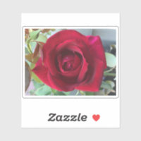 Macro Red Rose