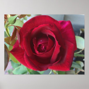 Macro Red Rose Poster