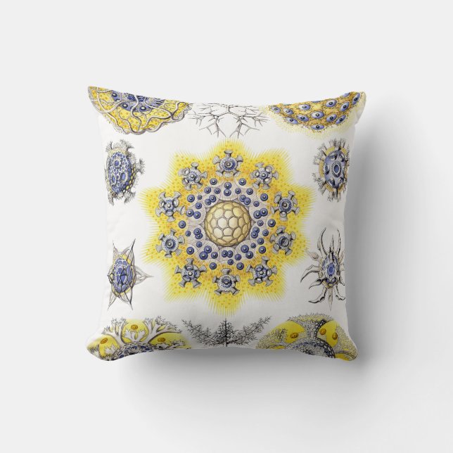 Macro Sea Creatures ~ Amoeba Cushions (Front)