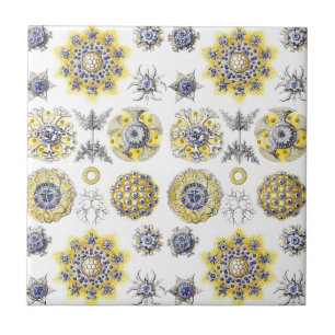 Macro Sea Creatures Ceramics ~ Amoeba Tile