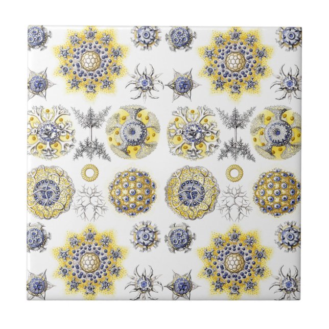 Macro Sea Creatures Ceramics ~ Amoeba Tile (Front)