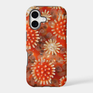 Macro Sea Star