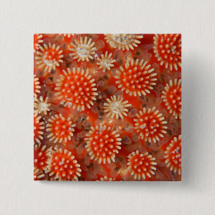 Macro Sea Star 15 Cm Square Badge