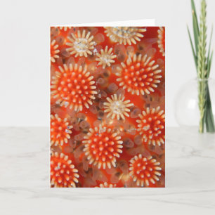 Macro Sea Star Card