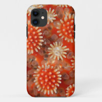 Macro Sea Star