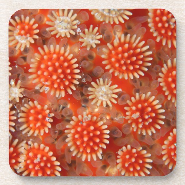 Macro Sea Star Coaster (Front)