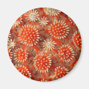 Macro Sea Star Magnet