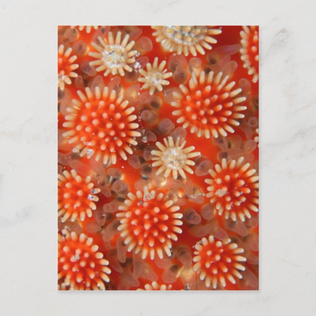 Macro Sea Star Postcard (Front)