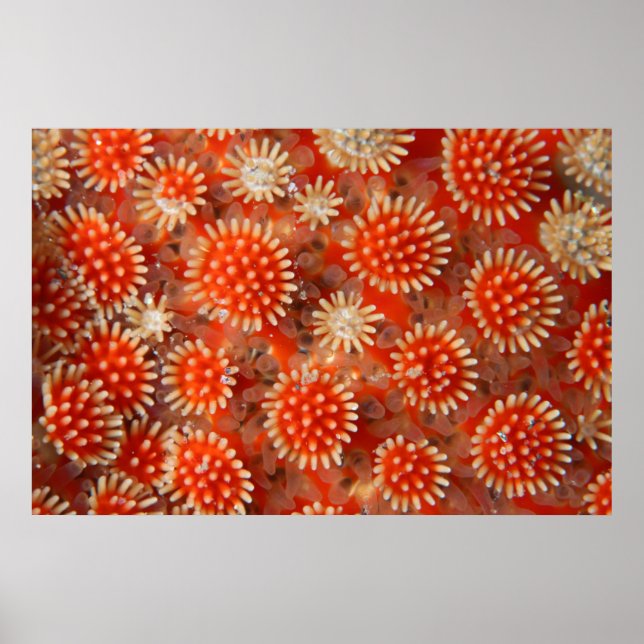 Macro Sea Star Poster (Front)