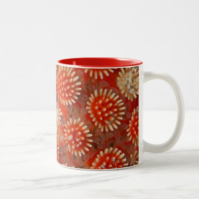 Macro Sea Star Two-Tone Coffee Mug (Right)