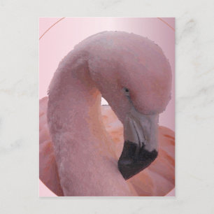 Macro Shot, Fluffy Soft Pink Flamingo Postcard
