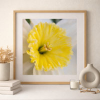 Macro Up Close Yellow Daffodil Flower Photography