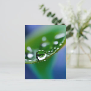 Macro water drops postcard