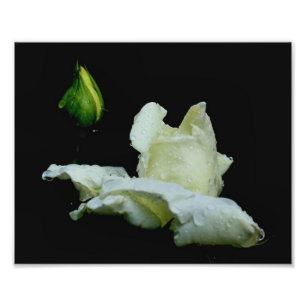 Macro White Rosebud With Raindrops 10x8 Flower Photo Print