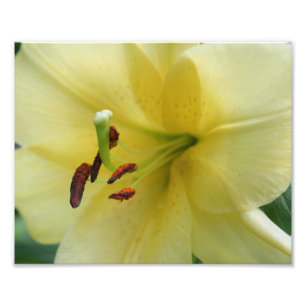 Macro Yellow Lily Petals 10x8 Flower Print