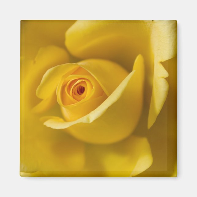 Macro Yellow Rose Magnet (Front)